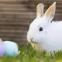 Kaninchen mit Ostereiern