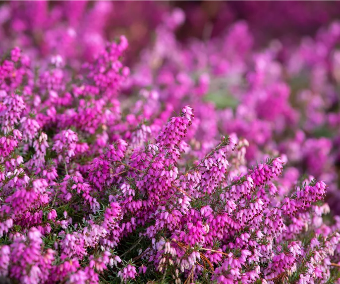 Erica carnea 'Rosalie'