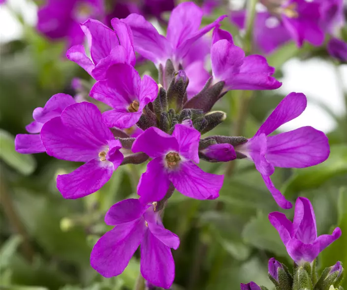 Arabis blepharophylla