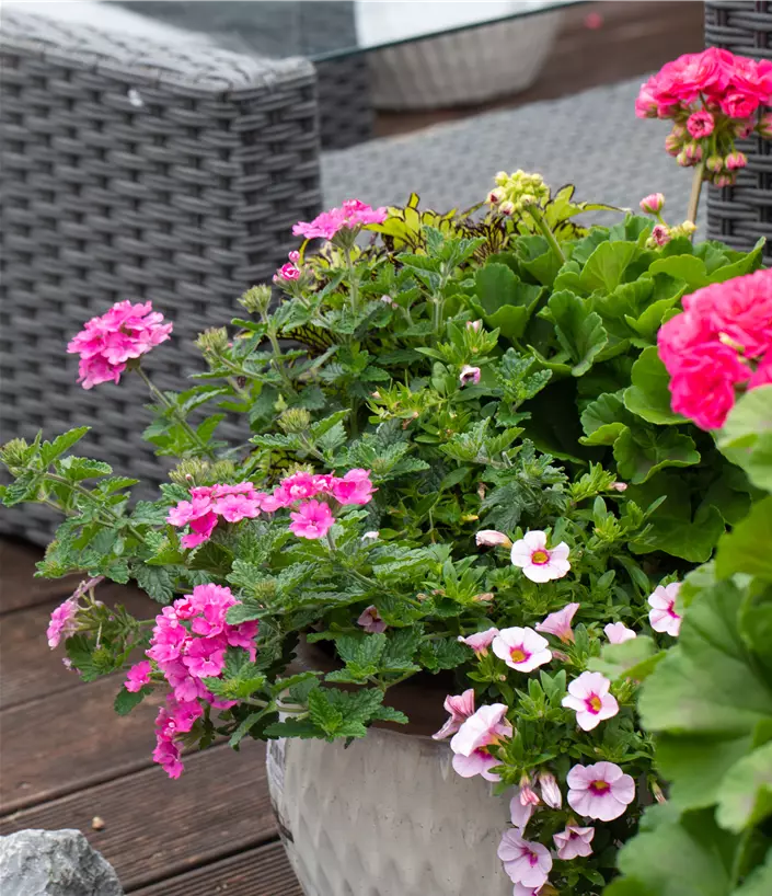 Blumenschale mit Geranien