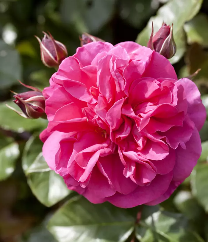Rosa