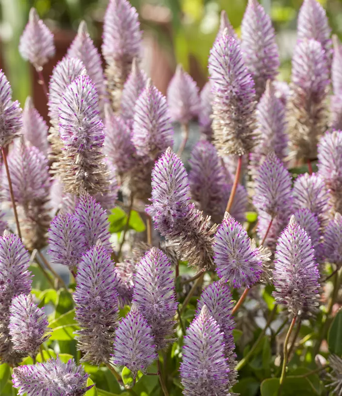 Ptilotus exaltatus 'Joey'®