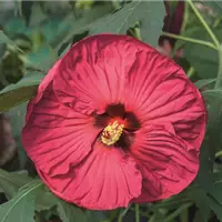 4636_HibiskusSUMMERIFICSummerinParadise_D_h2.jpg