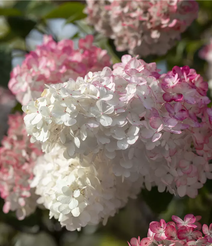 Hydrangea paniculata
