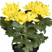Chrysanthemum indicum, gelb