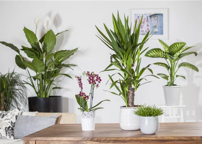 Trauermücken vertreiben