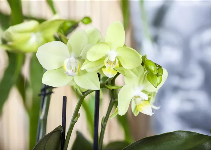 Exotik am Fensterbrett