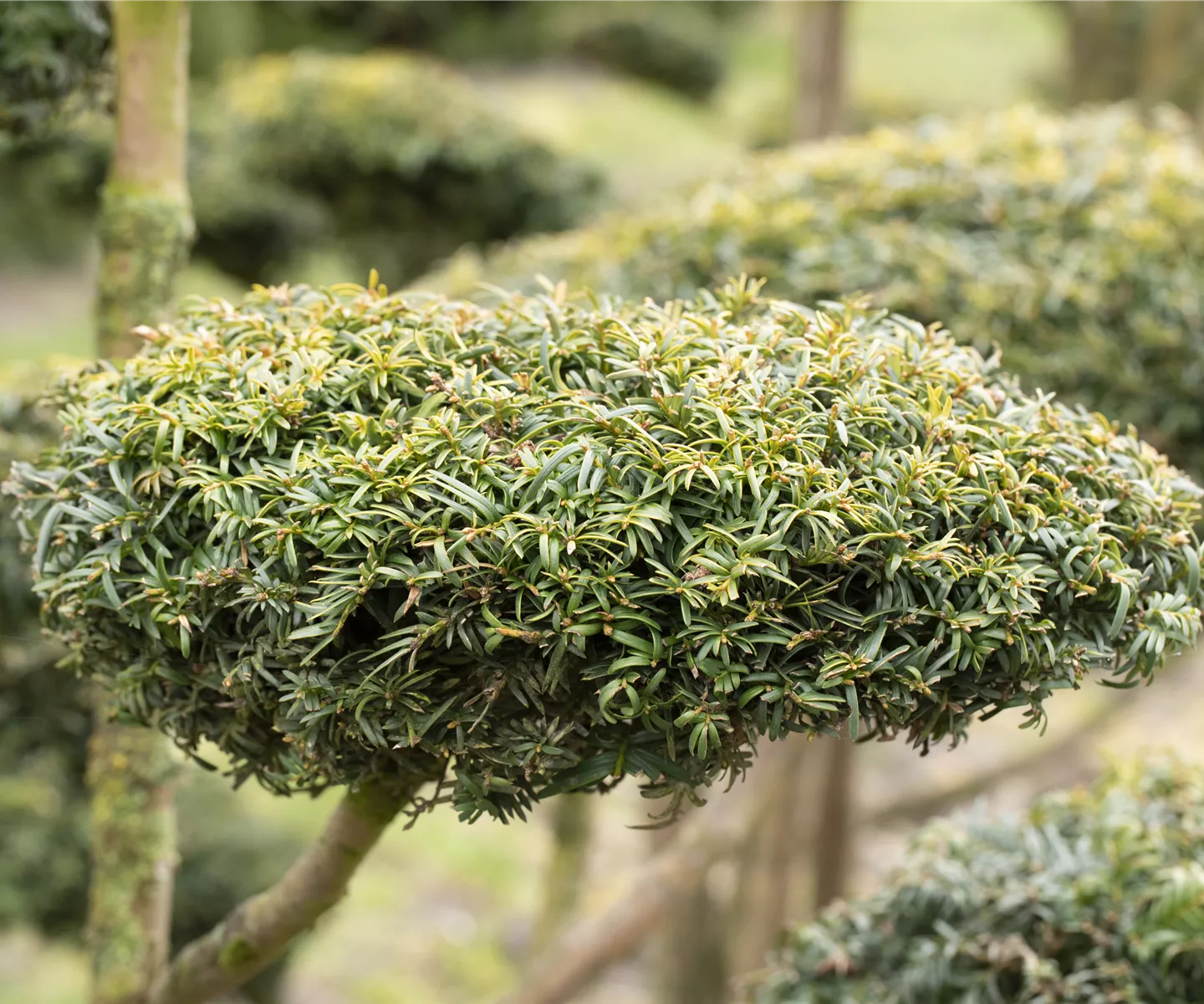 Koniferen schmücken das ganze Jahr