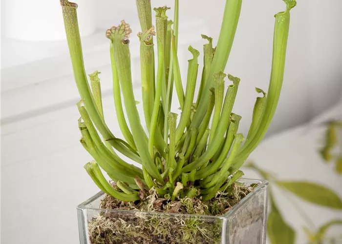 Keine Angst vor Fleischfressern