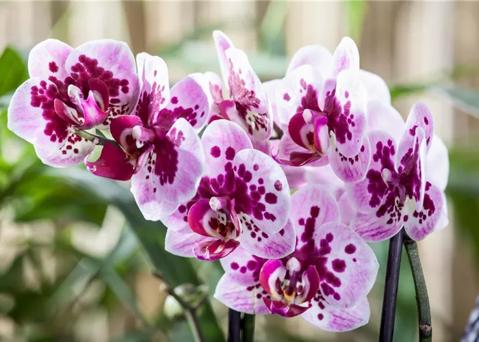 Die Orchideen-Klassiker