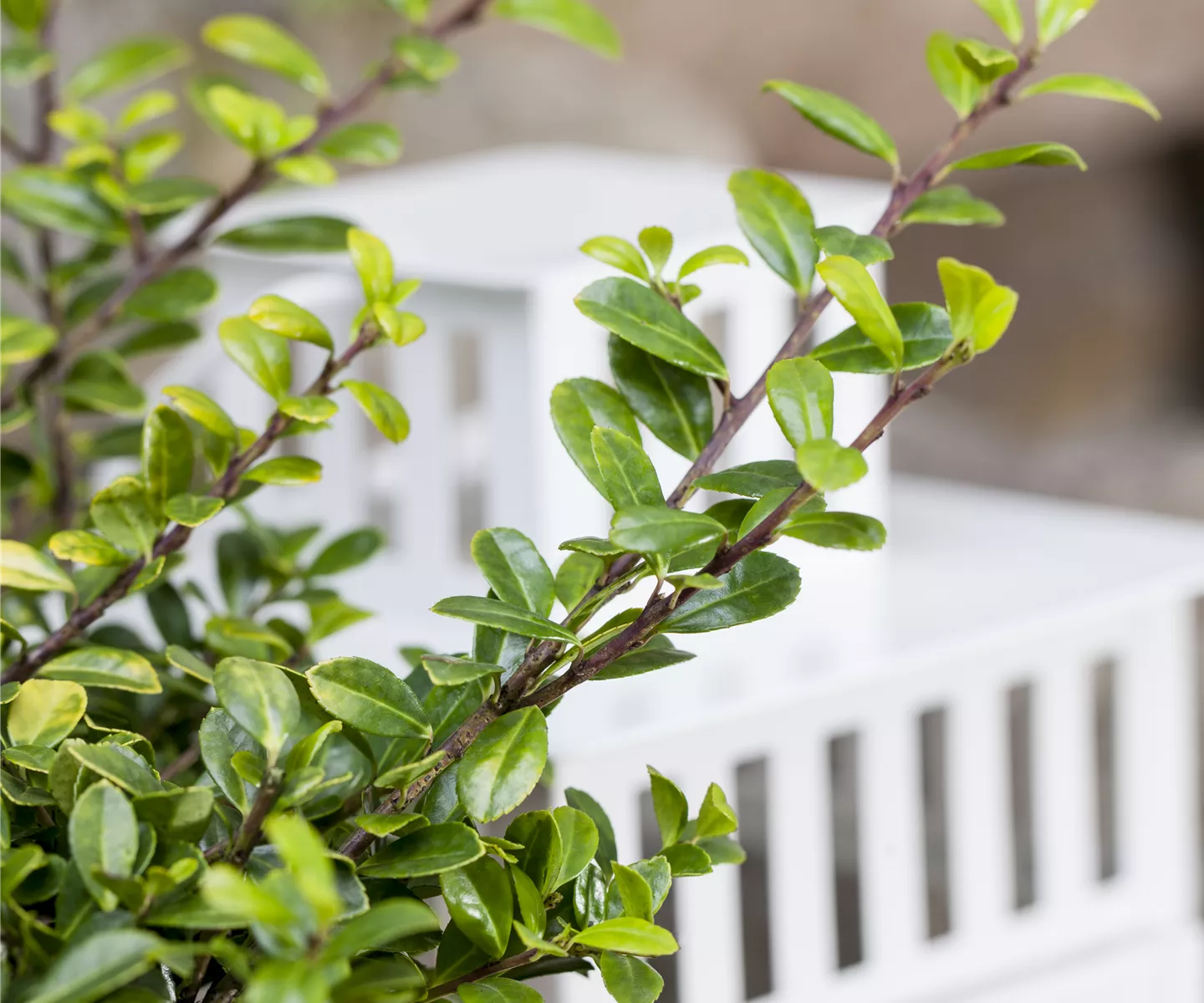 Funkien Tee Bonsai richtig pflegen